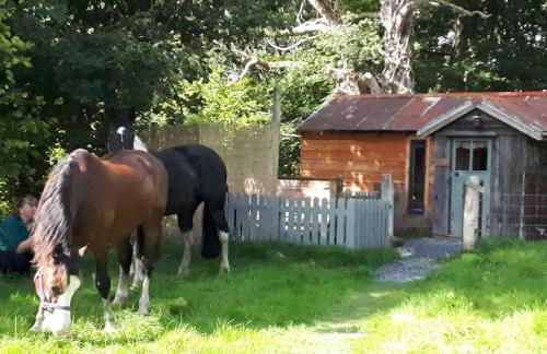 The Boatshed at Camp Plas - Photo 46