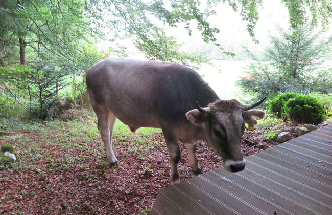 Waterval in het Huis Boshoek - Foto 4