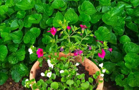 Jane's Garden - Foto 36