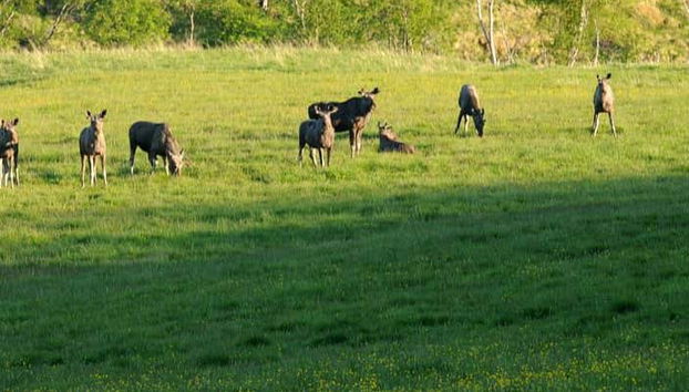Avistamiento de alces en Bodø