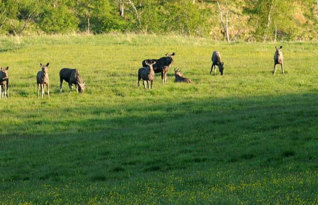 Avistamiento de alces en Bodø - Foto 2