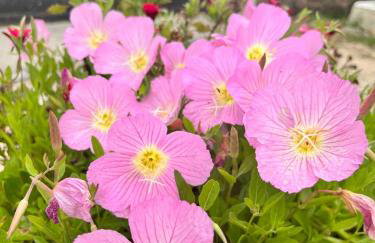 Villa Aretousa - Foto 16