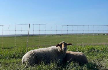 Ferienhaus Sandbar direkt am Deich - Foto 27