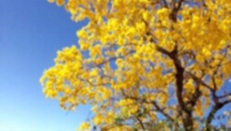 Chácara da Dinda - Foto 2, Garden