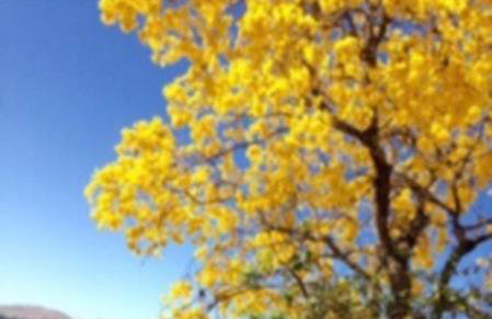 Chácara da Dinda - Photo 2