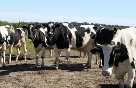 Hof Reckermann I - Foto 19