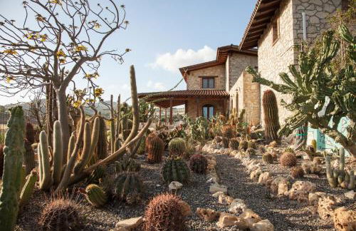 Garden Cactus - Foto 27