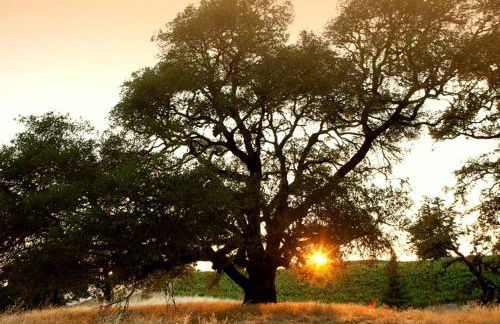 Vacation Rental with Spa and Pool on Winery near Healdsburg, California - Foto 21