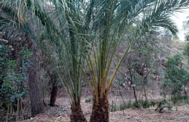 Finca Rolani,beheizbarer Pool, absolut Privat - Foto 63