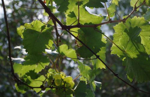 Haus im Grünen Meer - Foto 6