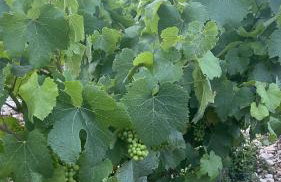 Le domaine du Viticulteur - Gite les Vignes - Foto 27