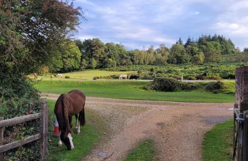 Little Apples - Foto 27