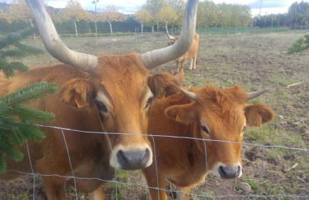 Caserio de Fontes - Foto 46