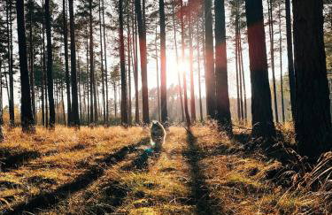 Za Lasem Nad Wodą - Foto 28