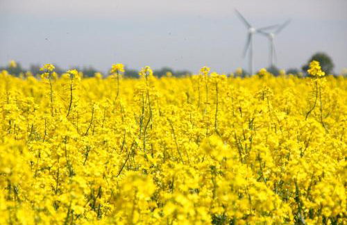 Ferienwohnung "Seestern" - Foto 4