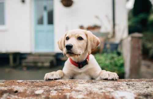 Pardlestone Farm – Self-Catering Cottages - Foto 27