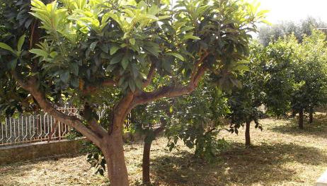 Vallenoci - Foto 3, Garden, Garden view