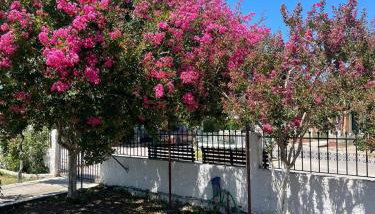 Aspasias Traditional Studio - Foto 5