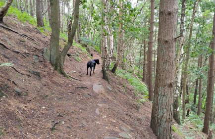 Dogs stay free, country walks from door, EV station, fenced garden, near gastro pub - Foto 29