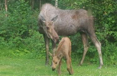 Talkeetna Fireweed cabin 2 - Foto 9