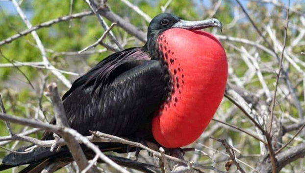 Un esemplare di fregata