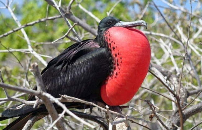 Day Trip to the Island of Barbuda - Photo 3