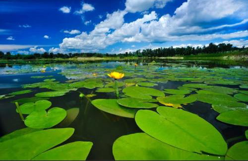 Apartman Goran - 130m Radiochirurgia - Foto 79