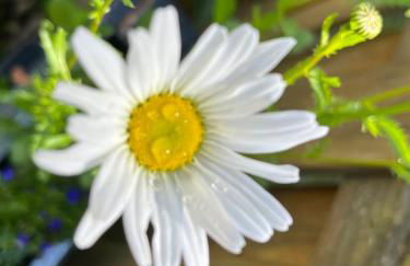 Fewo Peter - Foto 27