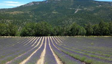 La plume du Ventoux suite 305 - Foto 5