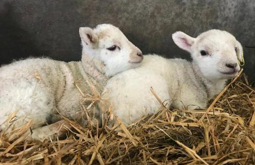 The Pig and Sty - Foto 27