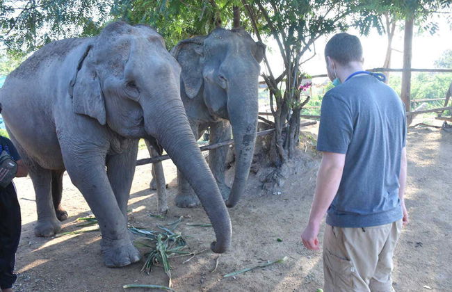 Visita ao santuário de elefantes - Foto 3