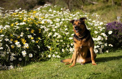 Complejo Rural Las Mimosas del Nalon - Foto 25