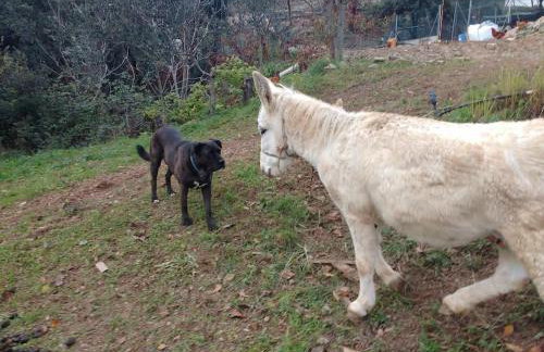 Cottage Eco-Friendly Barcelona country side - Foto 20