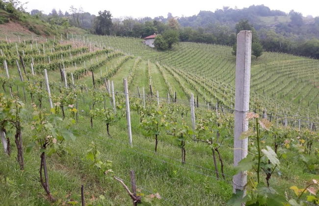 Guest House in Monferrato With Wine Tasting - Foto 37