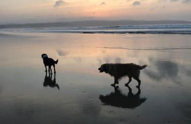 Stargazy Garden - Foto 30