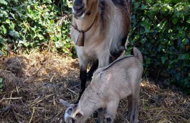 Casinha da Lareira - Quintinha dos Cavalos- Arruda dos Vinhos - Foto 37
