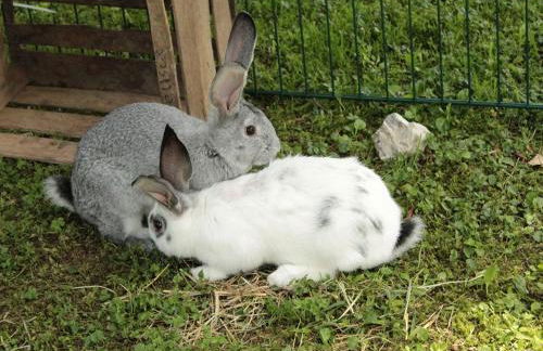 Schneiderhof Urlaub auf dem Bauernhof - Foto 8