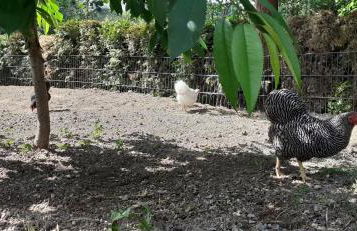 Ferienwohnanlage Zur Himmelsleiter - Foto 13