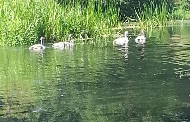 Haus Waldidyll am See 1 - Foto 37