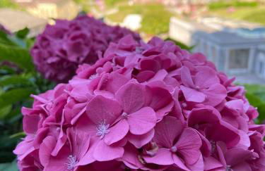 Nonni Ciupei N4 - Foto 9