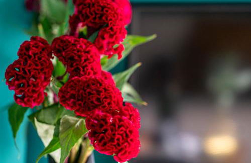 Renza House Chiaia - Foto 55