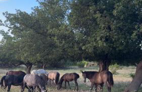 La Bastide des Launes près du Festival de Piano - Foto 8