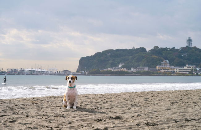 R.KAMAKURA - Foto 78