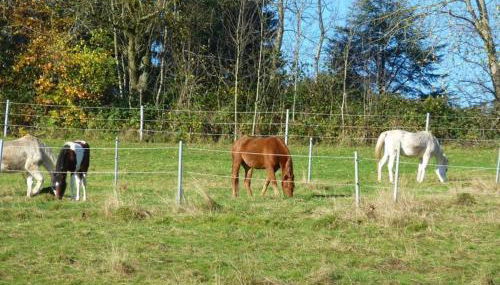 Ferienwohnung Koenig - Foto 3, Garden