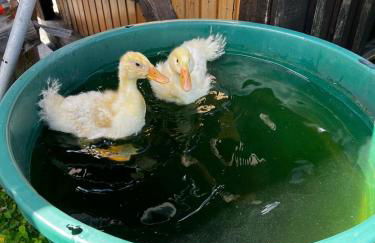 Ferienwohnungen Carlsfeld - Foto 71