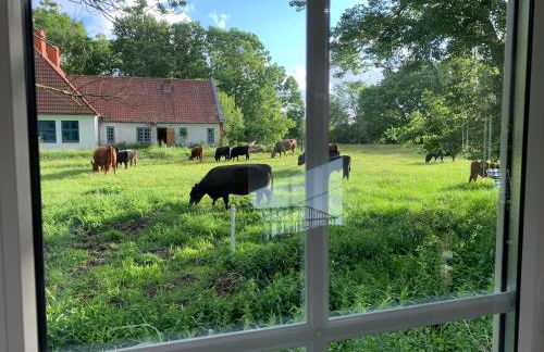 Ferienhaus Immerlicht Norddeich S-H - Foto 4