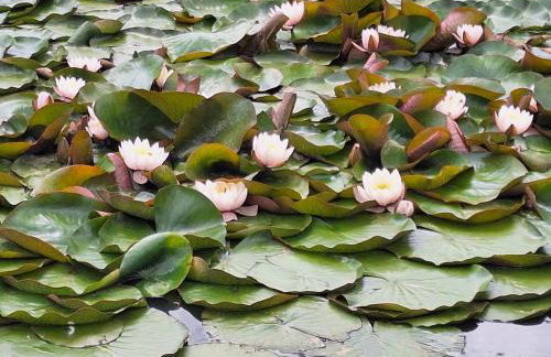 Domki Nad Liliowym Stawem - Photo 9