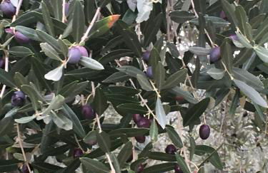 Casa RODA - Photo 67