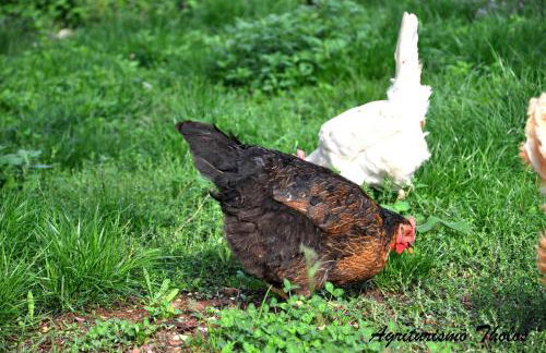 Agriturismo Tholos - Photo 41