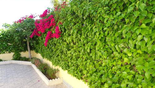 Casa Mira La Vega La Marina - Foto 3, Garden